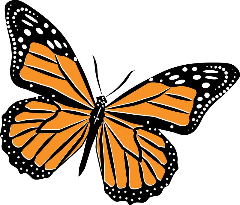 Butterfly insect clip art