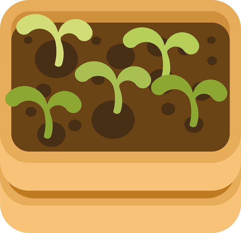 Sapling in a wooden box