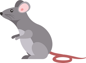 Little mouse