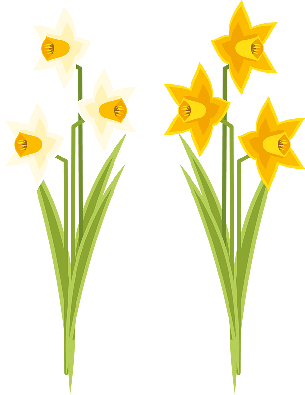 Narcissus flowers