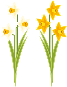 Narcissus flowers