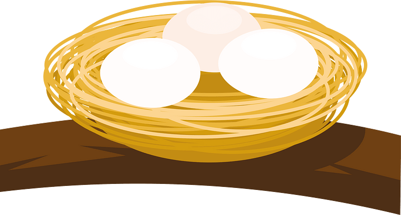Eggs in the nest