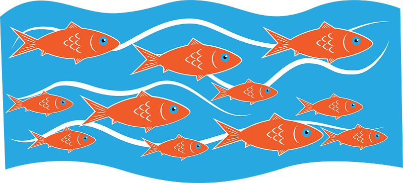 Fish in blue water