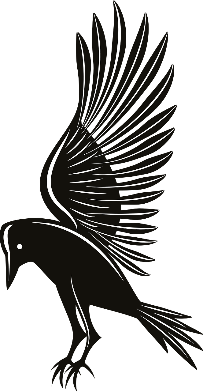 Black crow bird