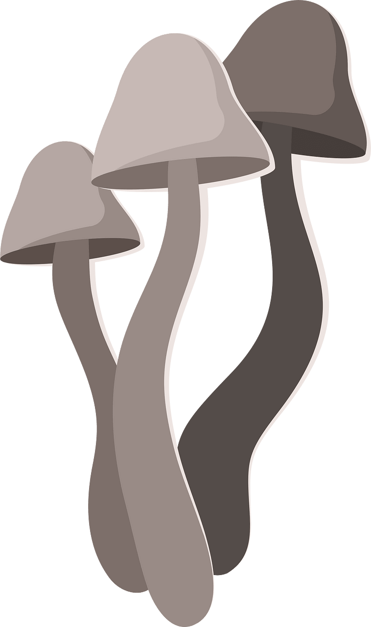 Toadstool fungus