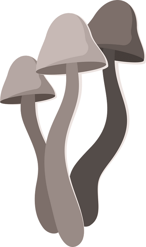 Toadstool fungus