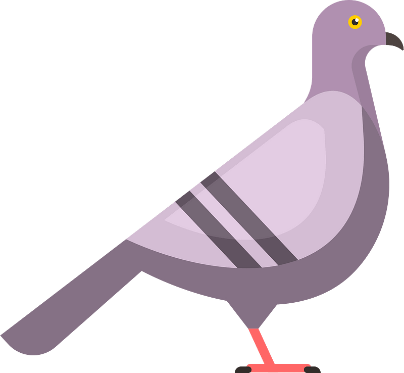 Pigeon bird