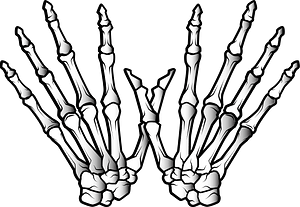 Hands skeleton