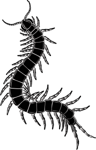 Caterpillar
