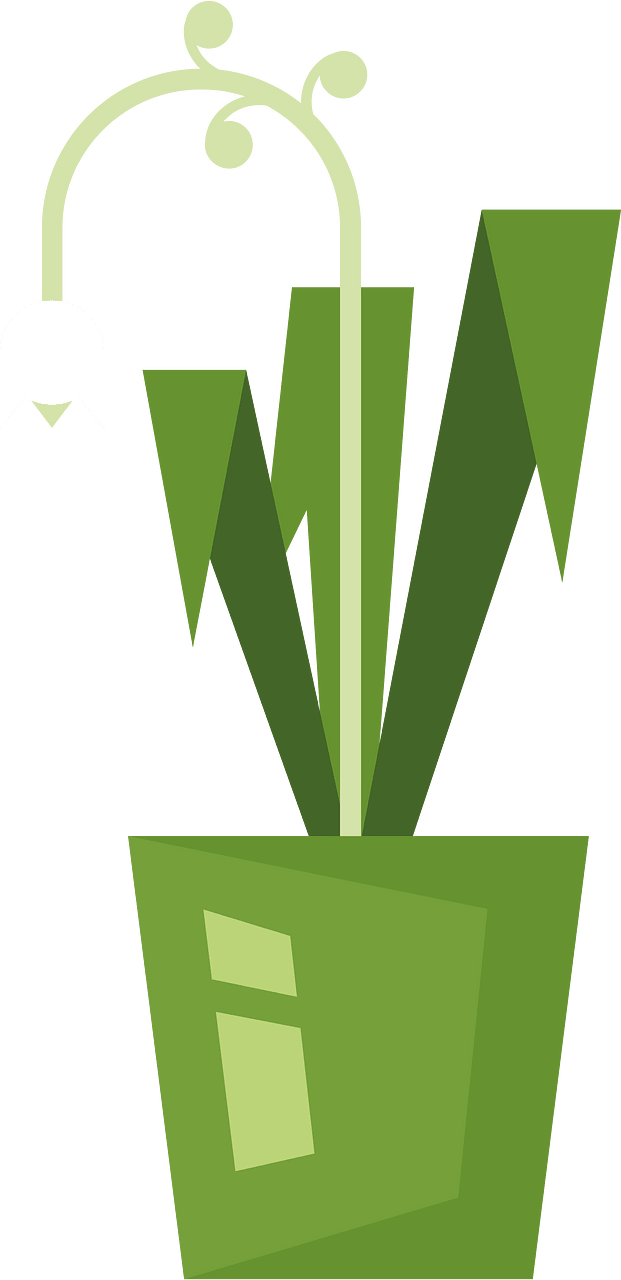 Green plant in a pot