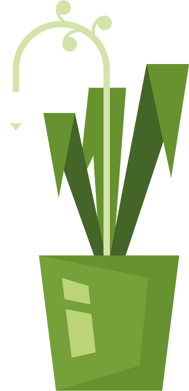 Green plant in a pot