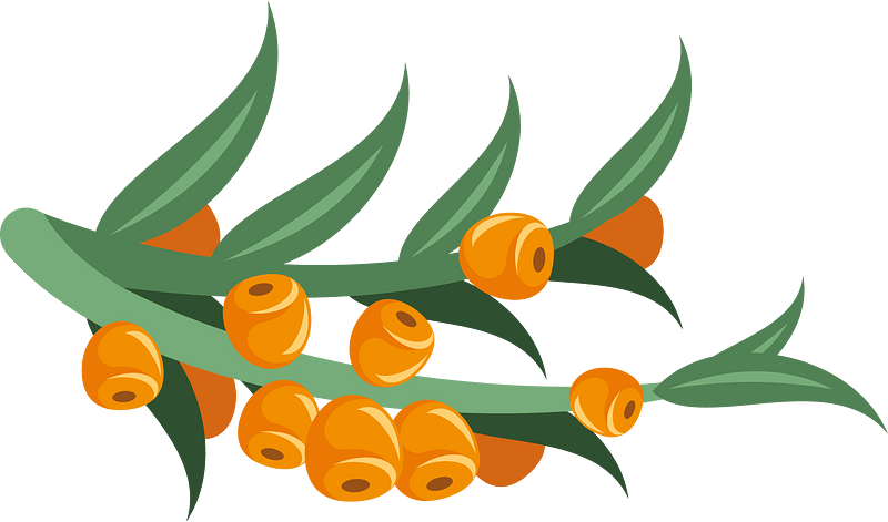 Sea buckthorns