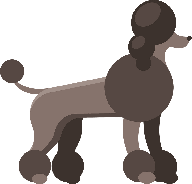 Poodle dog pet