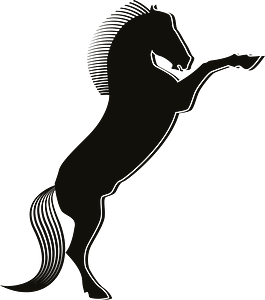 Black stallion horse