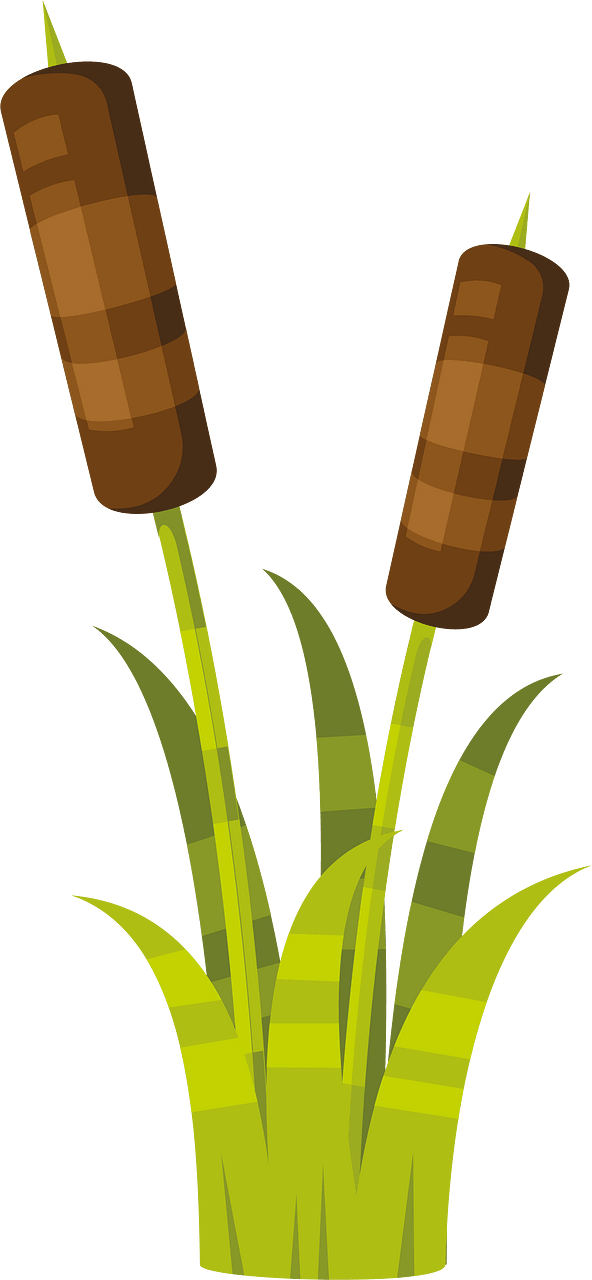 Common reed plant