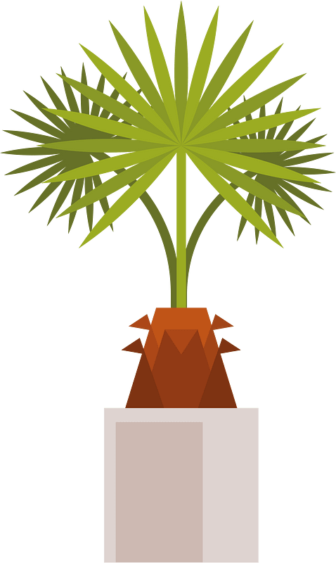 Decorative palm plant