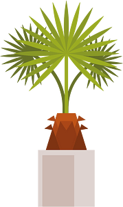 Decorative palm plant