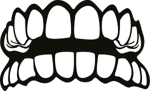 Human teeth