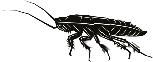 Bug insect