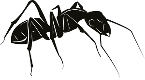 Tiny ant