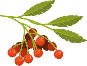 Rowan berries