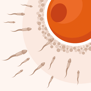 Fertilization