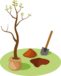 Planting a new tree