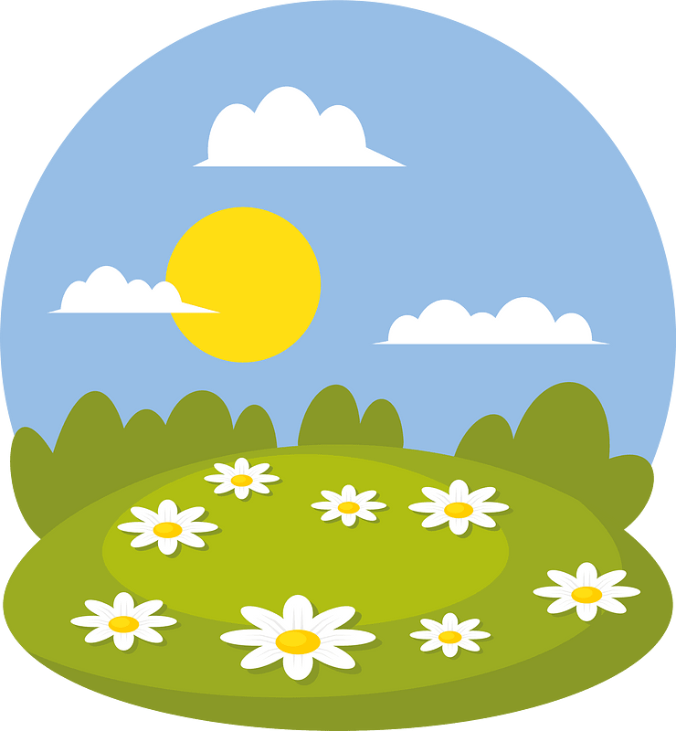 Chamomile flower field