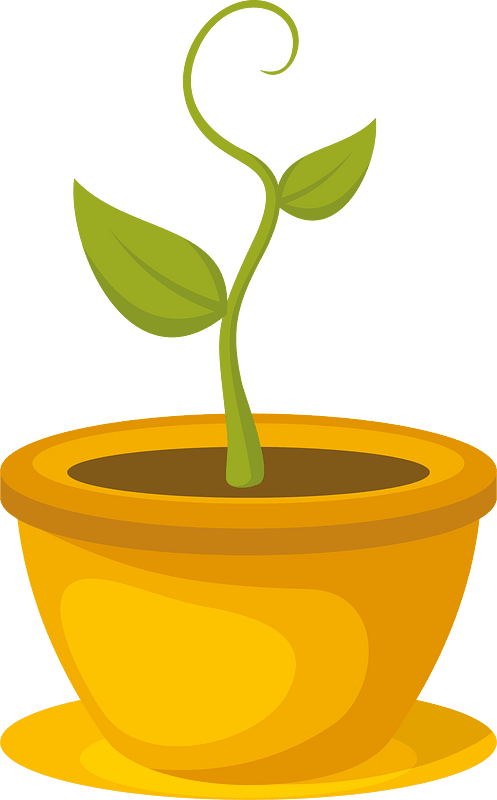 Young flower in a pot