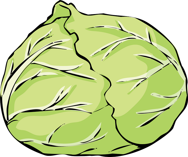 Cabbage Vegetable