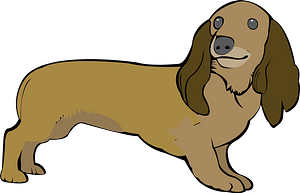 Dachshund