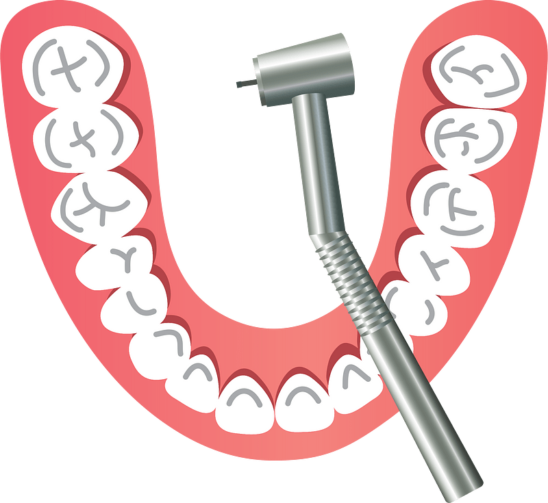 Teeth and Dental Turbine