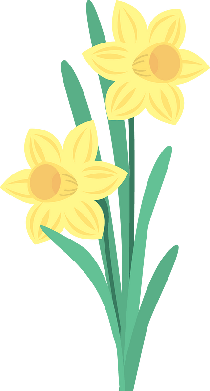 Wild Daffodil Flower