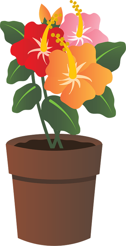 Hibiscus Flower
