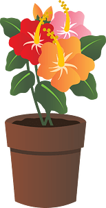 Hibiscus Flower