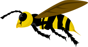 Wasp Insect