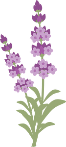 Lavender Flower