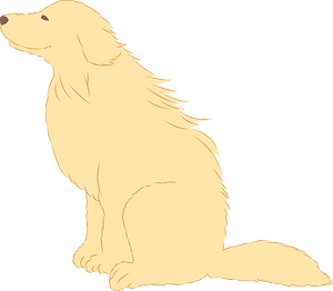 Golden Retriever Dog