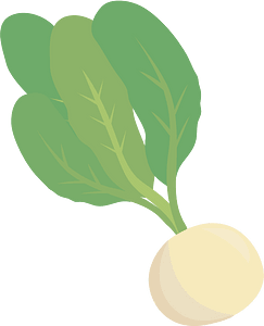 Turnip Vegetable