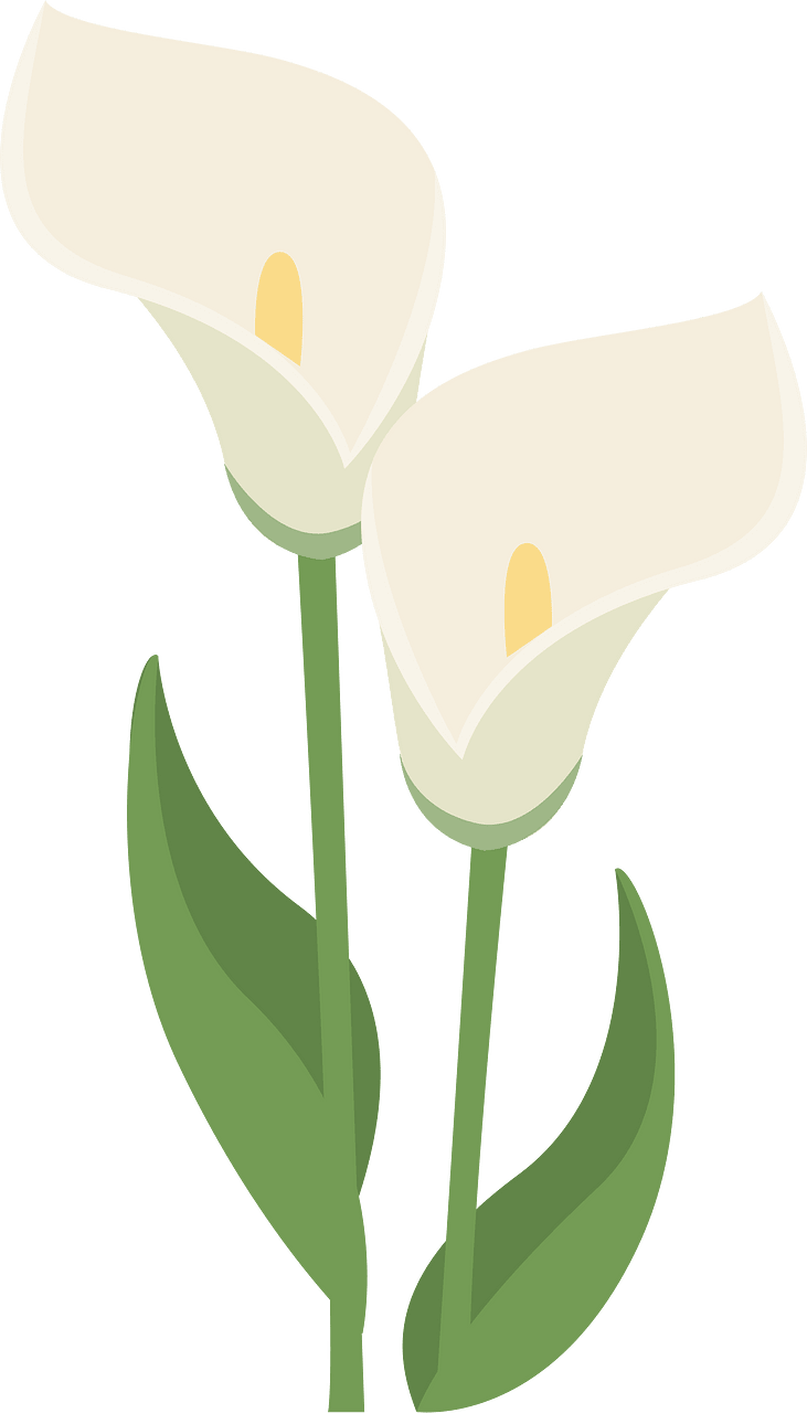 Calla Flower