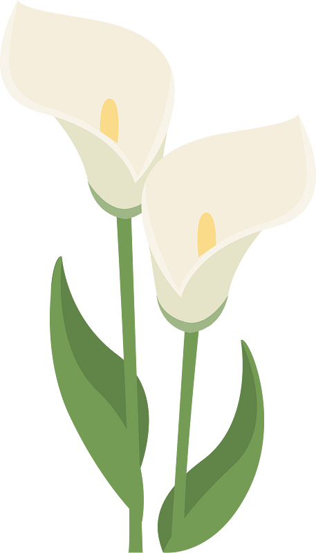 Calla Flower