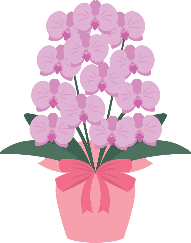 Phalaenopsis Aphrodite Orchid Flower