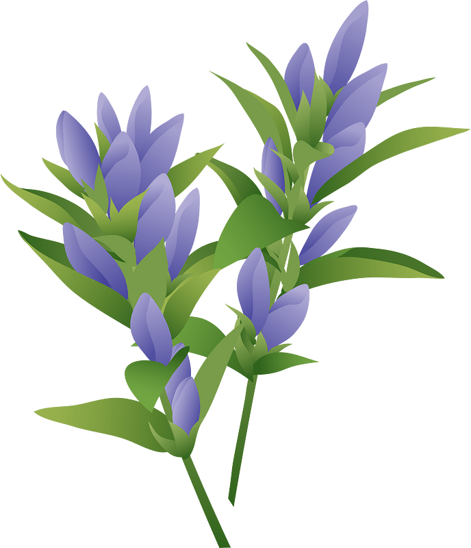Japanese Gentian Flower
