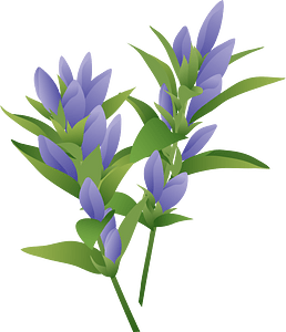 Japanese Gentian Flower