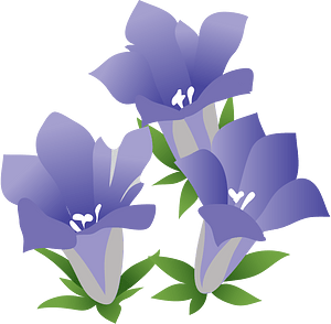 Japanese Gentian Flower