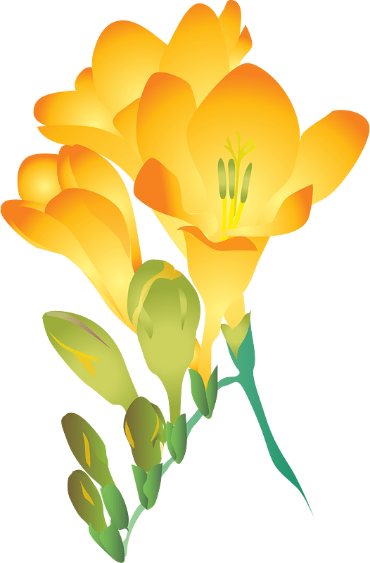 Freesia Flower