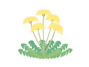 蒲公英花