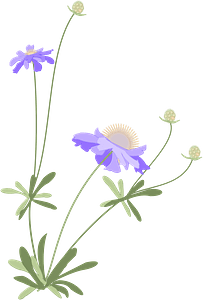 Scabiosa