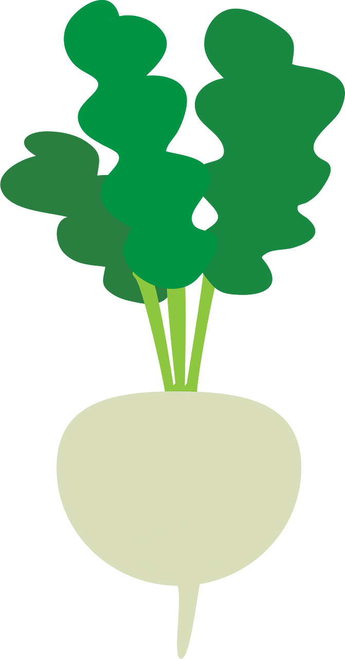 Turnip Vegetable