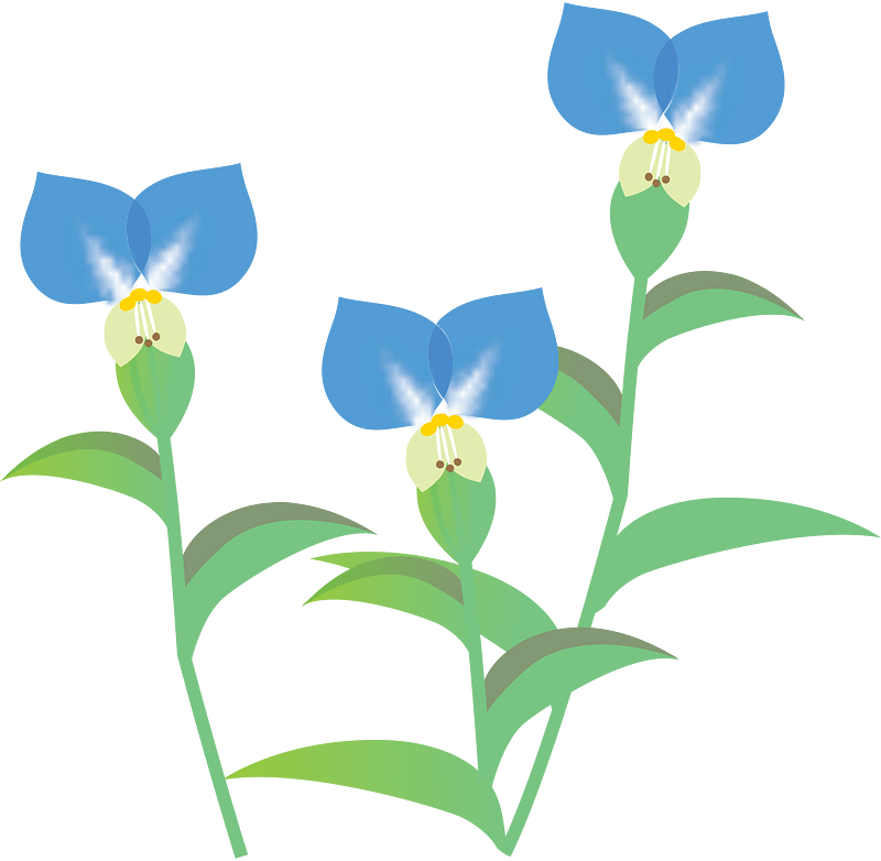 Asiatic Dayflower